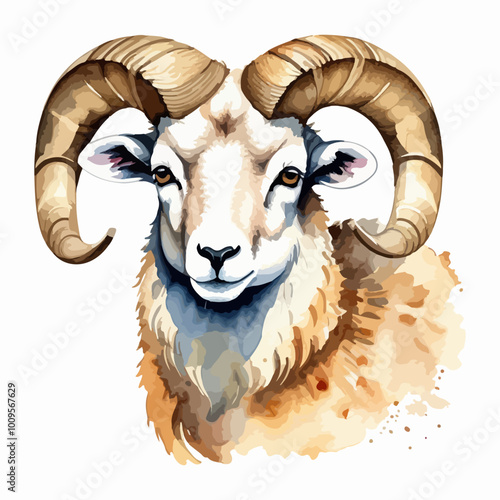 Hand drawn watercolor painting of a ram isolated on white background. Farm animals collection vector illustration