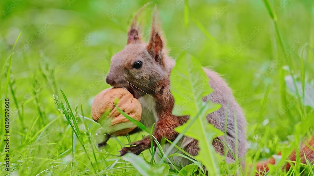 Eurasian red squirrel sitting on green grass and eats a nut, 4k video Eurasian red squirrel sitting on green grass and eats a nut, 4k video
