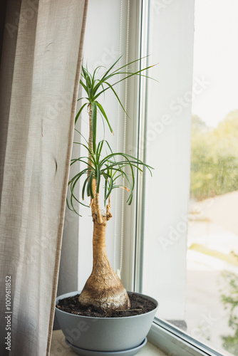 bokarney tree, or nolina in a gray flowerpot on the windowsill photo