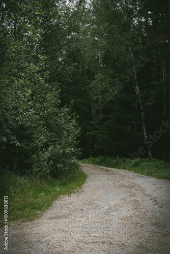 path in a forest