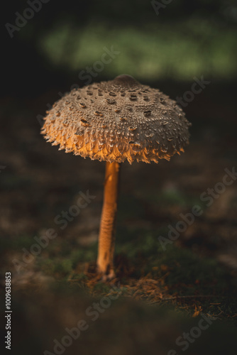 mushroom in a forest