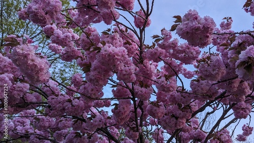 tree in bloom