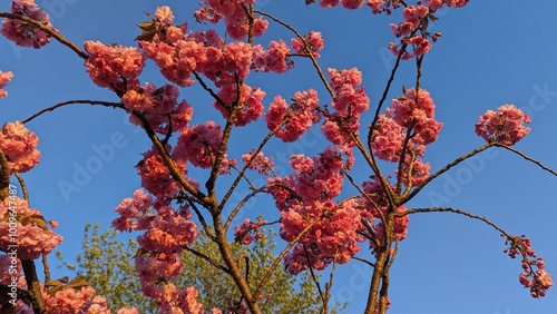 red flowers against sky