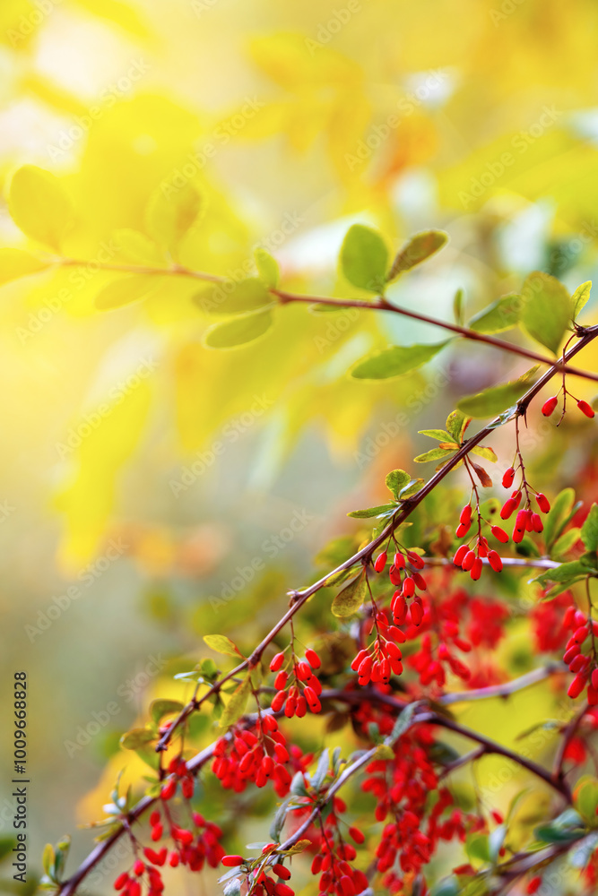 Bathed in warm, glowing light, the vibrant red barberry bursts with life, its lush berries glistening, epitomizing the beauty of nature's vivid palette