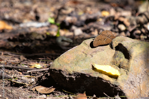 Common Evening Brown Butterfly (Melanitis leda) in woodlands, commonly found in Asia and Australia