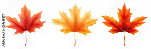 3 vector maple leaves in different styles, orange and red colors on white background, vector illustration style