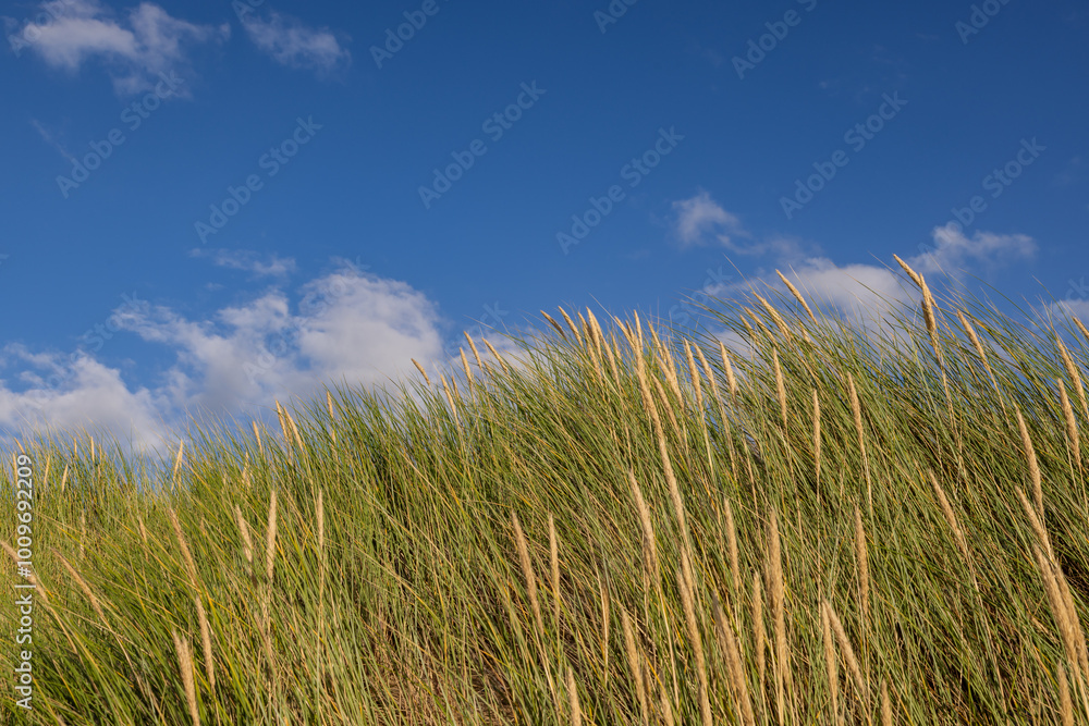 Marram grass growing beneath a blue sky Marram grass growing beneath a blue sky