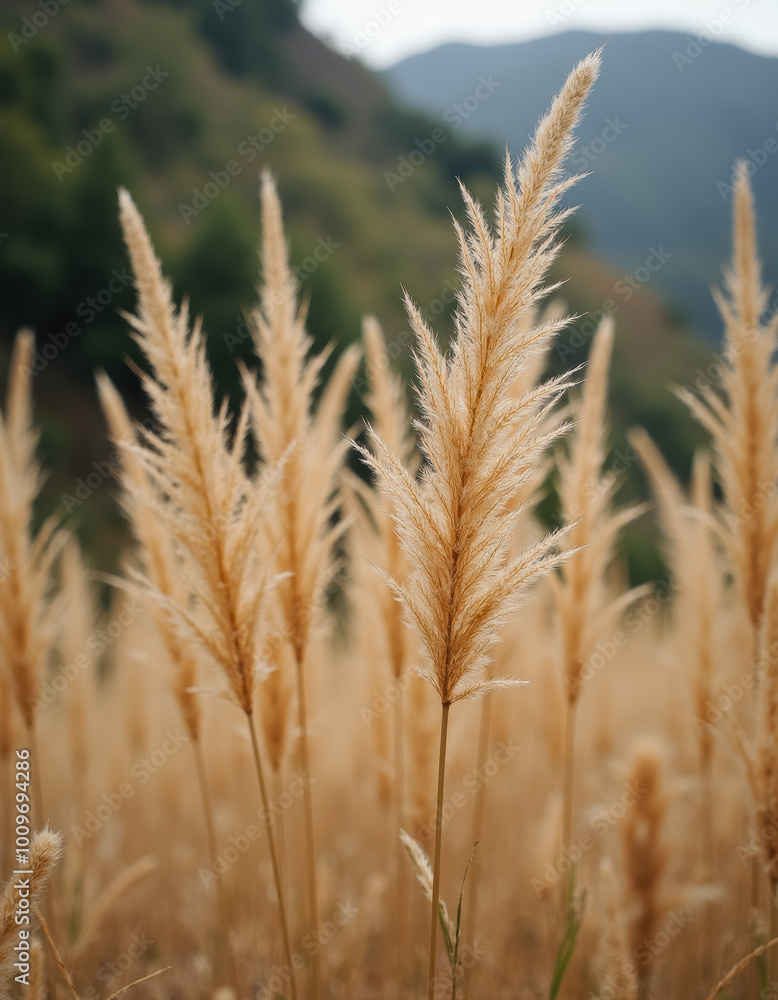 Golden agricultural field Golden agricultural field