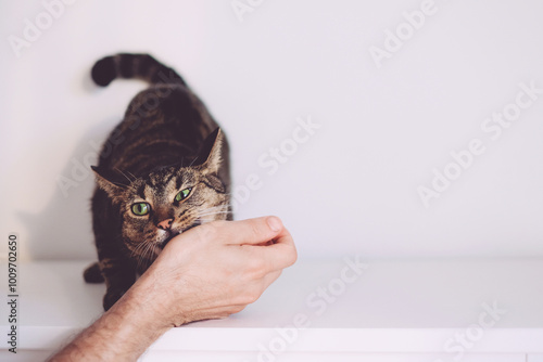 Cute mackerel tabby cat playing and biting human hand indoors. Domestic European shorthair cat. Petting aggression. Some cats bite as a form of communication or demand for attention.