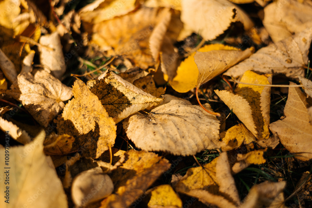 Yellow autumn leaves lying on the ground Yellow autumn leaves lying on the ground
