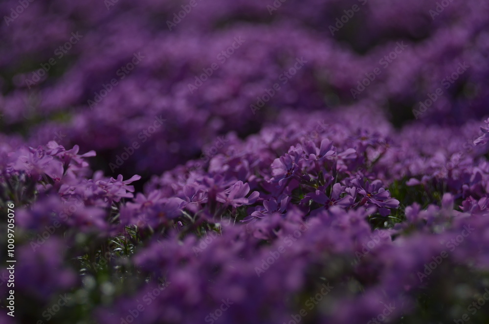 field of flowers field of flowers