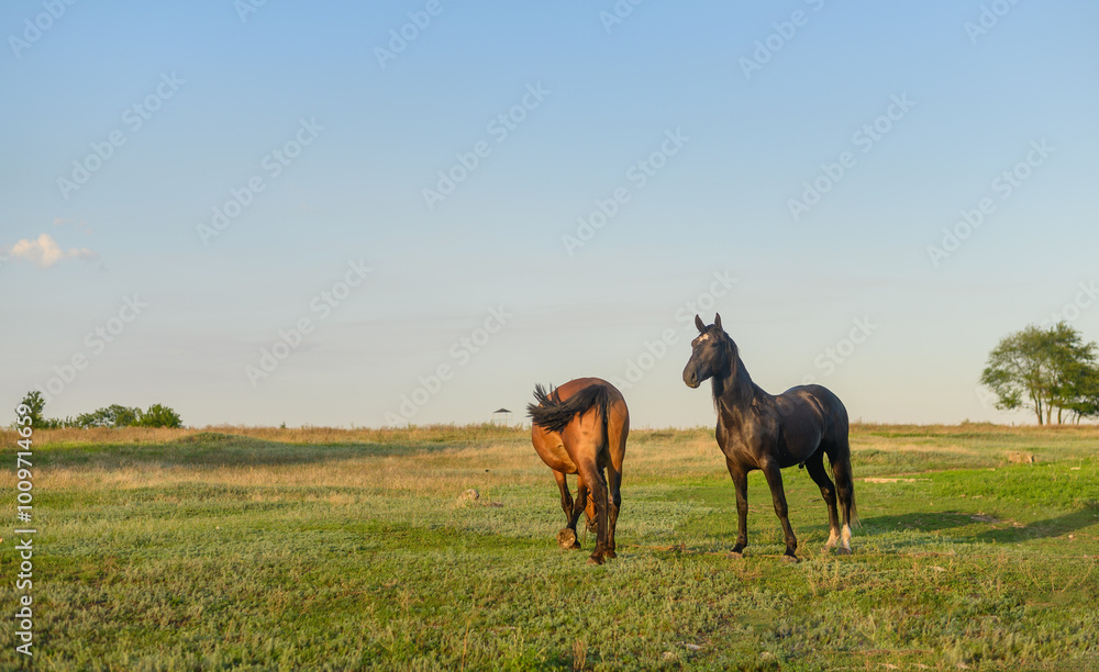 two horses graze in a meadow. the horse is flirting with the horse. two horses graze in a meadow. the horse is flirting with the horse.