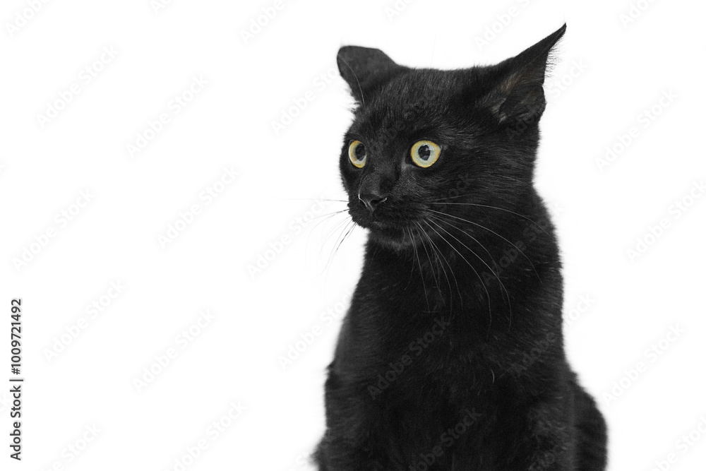 Black cat isolate on white. Portrait of a pet cat. Black cat isolate on white. Portrait of a pet cat.