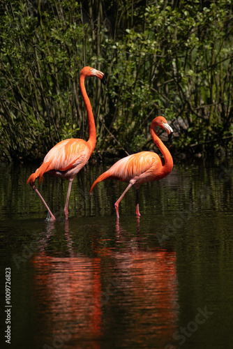 Flamingos couple