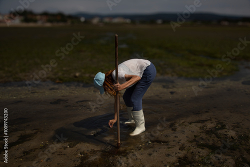 A woman collects clams and cockles on a beach in Cambados, shellfish harvester, shellfish gathering photo