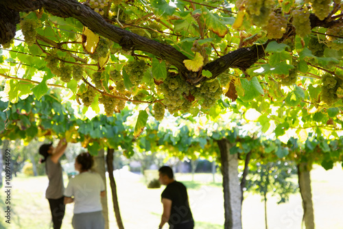 grape harvesters in a vineyard harvesting Rias Baixas albariño wine grapes photo