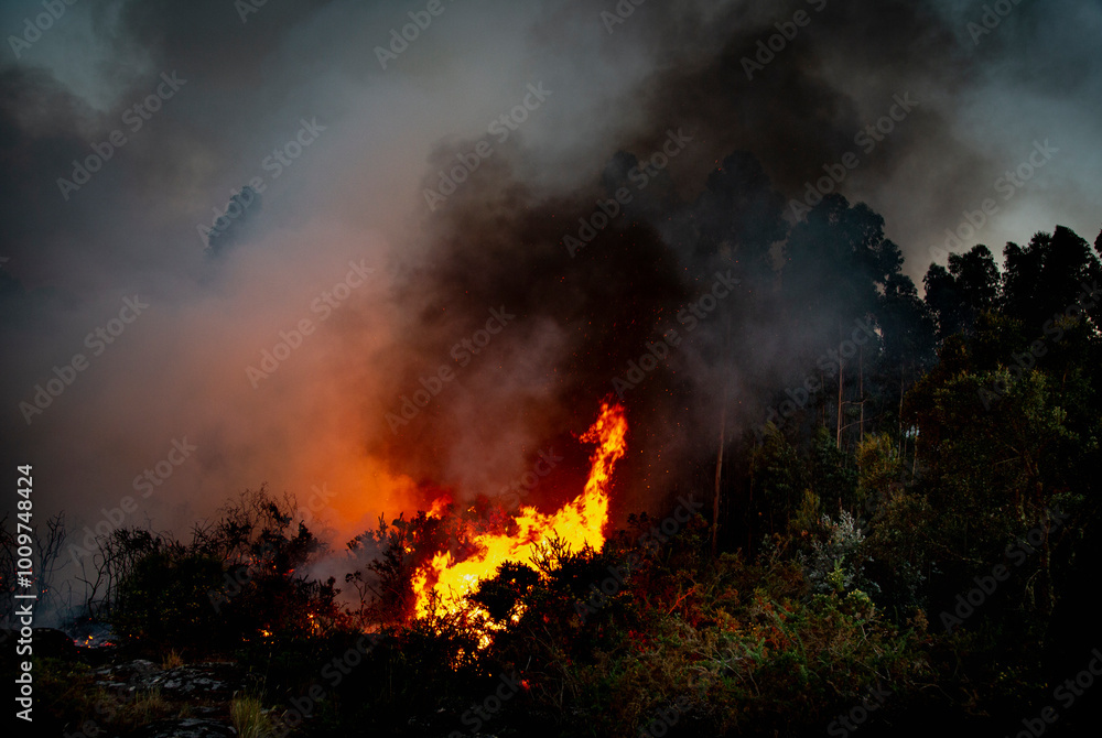 Forest burning at night, forest fire Forest burning at night, forest fire