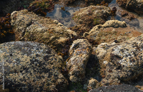 small black crabs came out on the rocky shore at low tide