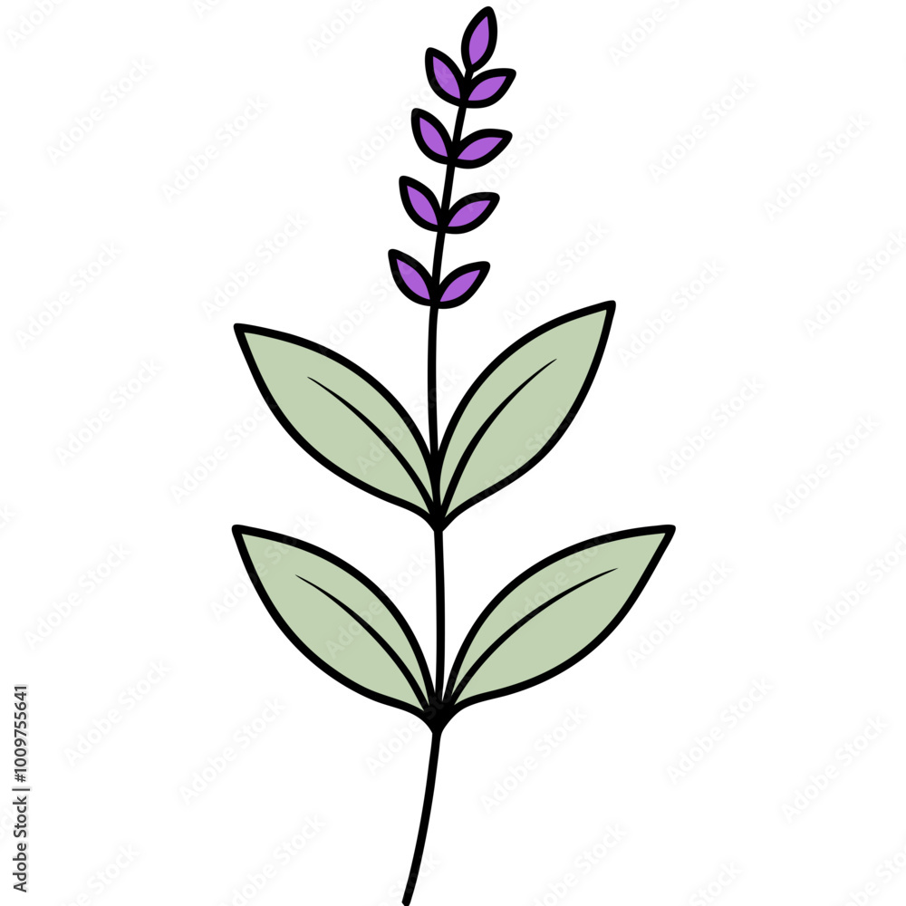 Vector Illustration of Sprig of Sage Featuring Delicate Purple Flowers in Bloom
Vector Illustration of Sprig of Sage Featuring Delicate Purple Flowers in Bloom