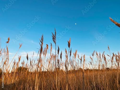 reeds at sunset photo