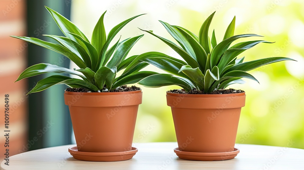 Bright green potted plants sit neatly on a modern table, surrounded by a soft, blurred green backdrop that enhances their natural beauty and tranquility Bright green potted plants sit neatly on a modern table, surrounded by a soft, blurred green backdrop that enhances their natural beauty and tranquility