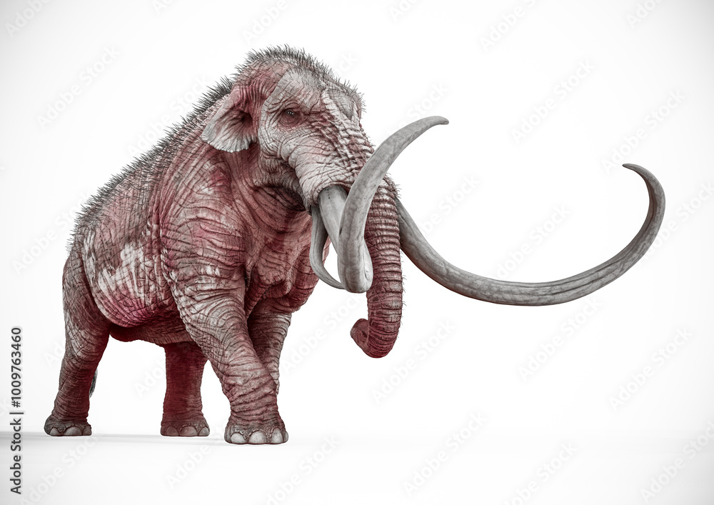 Obraz premium mammoth walking in white background