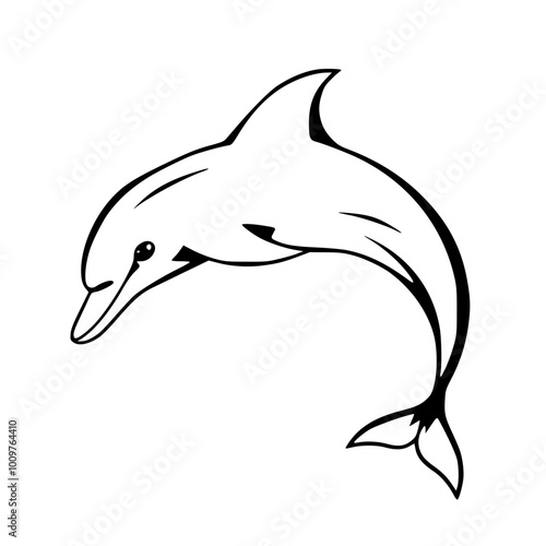 Dolphin photo