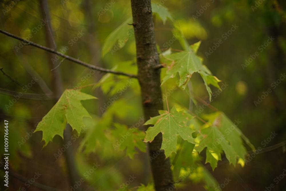leaves in the forest leaves in the forest
