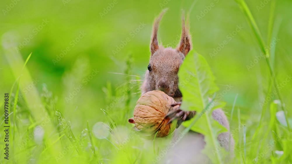 Funny red squirrel on green grass with a nut, 4k video Funny red squirrel on green grass with a nut, 4k video