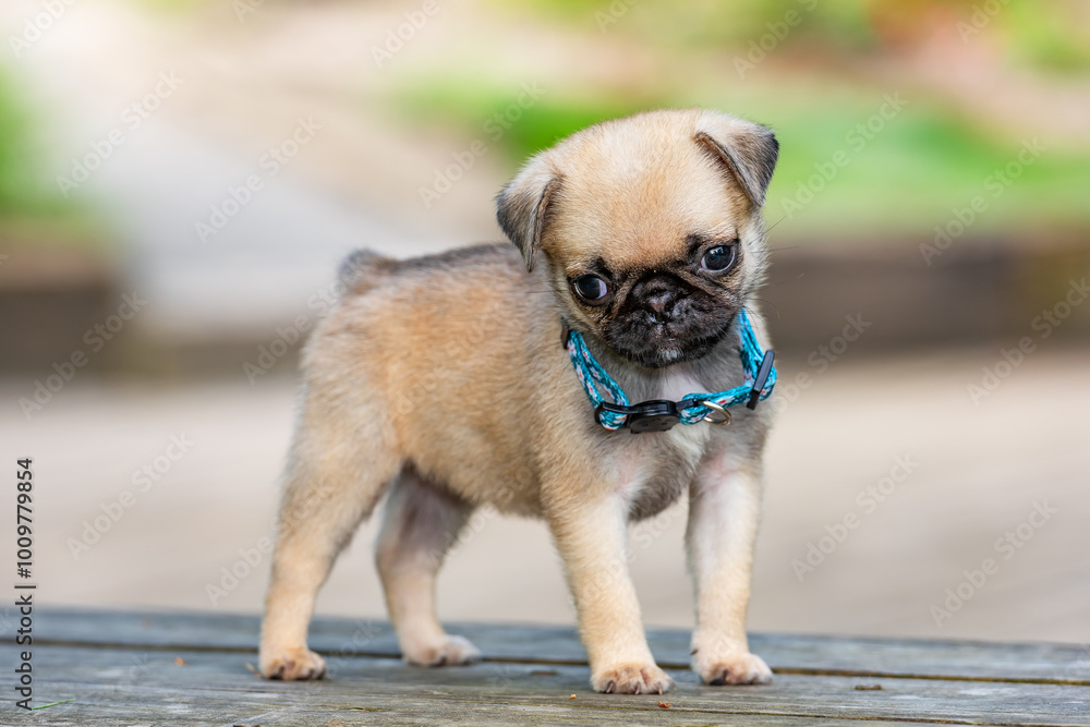 Obraz premium adorable Pug puppy