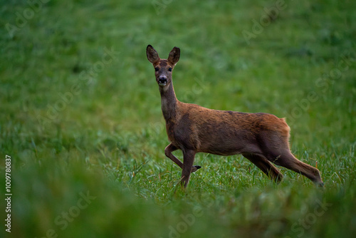 Fototapeta Naklejka Na Ścianę i Meble -  Sarna na polanie