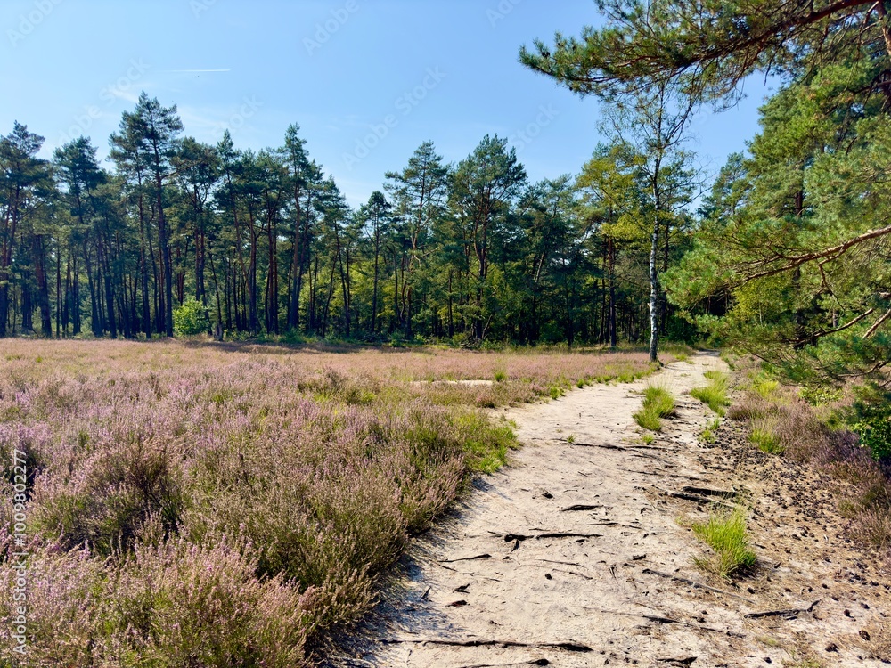 Obraz premium Wanderweg entlang blühender Heideflächen der Senne, Moosheide bei Hövelhof nahe der Emsquellen, Sennelandschaft, Kreis Paderborn, Ostwestfalen-Lippe, Nordrhein-Westfalen, Deutschland