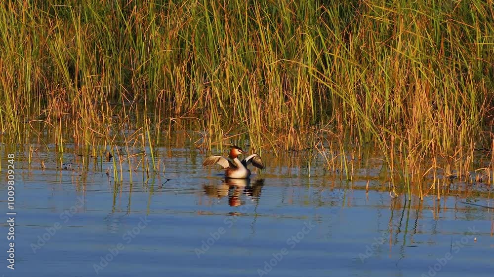 Great Crested Grebe Amidst the Golden Rushes Great Crested Grebe Amidst the Golden Rushes