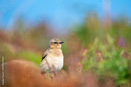 Female northern wheatear perched resting on post-nuptial migration. photo