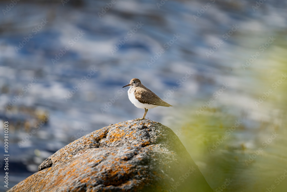 Common sandpiper perched on a rock by the water Common sandpiper perched on a rock by the water
