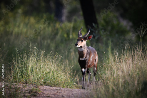 Young male kudu