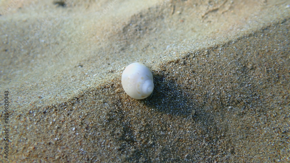 Сommon necklace shell (Euspira nitida) with hermit crab Anapagurus pusillus undersea, Aegean Sea, Greece, Alonissos island, Chrisi Milia beach Сommon necklace shell (Euspira nitida) with hermit crab Anapagurus pusillus undersea, Aegean Sea, Greece, Alonissos island, Chrisi Milia beach