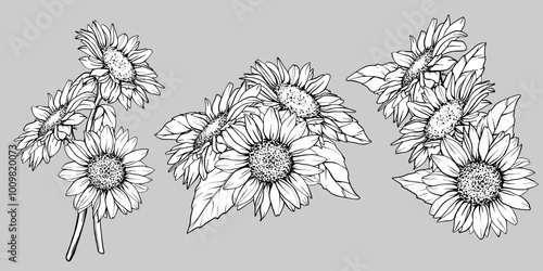 Sketch of Sunflower set. Flower Pen and Ink Drawing. Vector illustration on white background. Botanical Graphic engraving design. EPS10