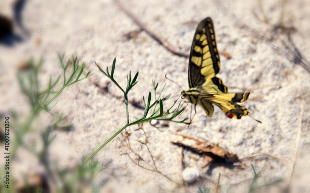 Swallowtail Butterfly ( Papilio machaon) perched on a leaf Swallowtail Butterfly ( Papilio machaon) perched on a leaf