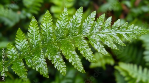 Close-up of a single vegetable fern leaf in forest background