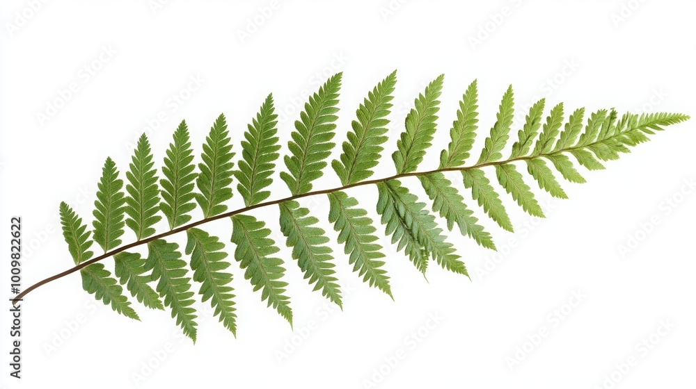 Fern, brake. A flowerless plant that has feathery or leafy fronds and reproduces by spores released from the undersides of the fronds. Fern, brake. A flowerless plant that has feathery or leafy fronds and reproduces by spores released from the undersides of the fronds.