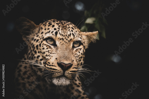 Canvas Print Stunning leopard portrait