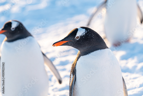 Gentoo penguins in Antarctica. Wild nature photo