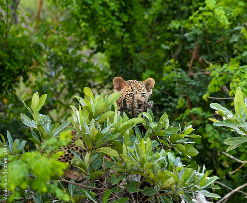 Leopard cub in bushes