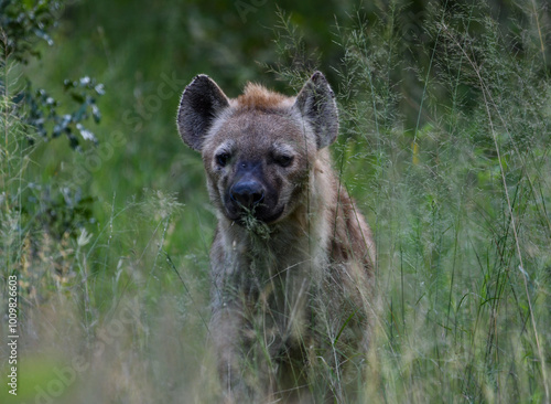 hyena in the wild