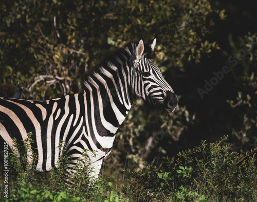 zebra in the wild