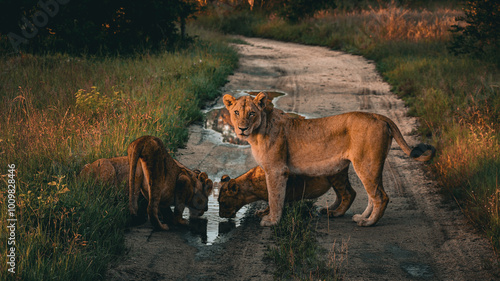 Lioness with her cubs