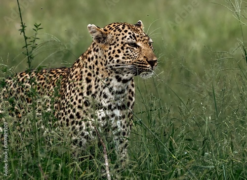 Leopard in the grass