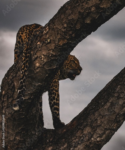 Leopard in a tree