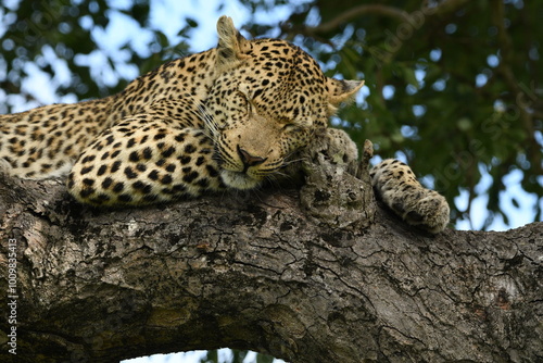 Leopard resting on the tree